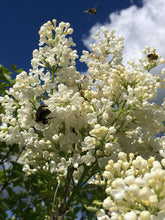 Lilac Flowers, White Syringa vulgaris organic herb whole flowering top