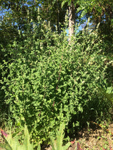 Head Soothe, Herbal Blend for soothing minor headaches and migraines with sustainable USA grown Feverfew & Skullcap