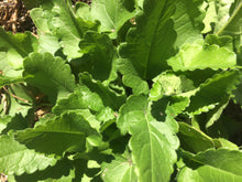 Head Soothe, Herbal Blend for soothing minor headaches and migraines with sustainable USA grown Feverfew & Skullcap