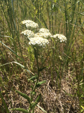 Allergy Season, Herbal tincture blend to calm the respiratory system and sinuses with Bee Propolis
