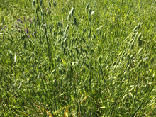 Blue Season, Herbal Tincture Blend to promote a balanced mood with St. Johns Wort & Milky Oats