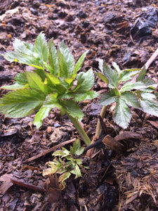 Lovage Leaf dried, Organic Levisticum officinale herb