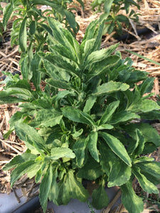 Stevia Herb, Dried Stevia rebaudiana leaf, organically grown in the USA