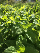 Blue Season, Herbal Tincture Blend to promote a balanced mood with St. Johns Wort & Milky Oats