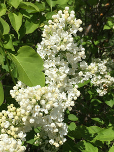Lilac Flowers, White Syringa vulgaris organic herb whole flowering top