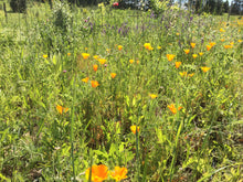 Head Soothe, Herbal Blend for soothing minor headaches and migraines with sustainable USA grown Feverfew & Skullcap