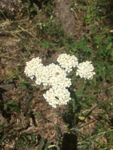 Allergy Season, Herbal tincture blend to calm the respiratory system and sinuses with Bee Propolis