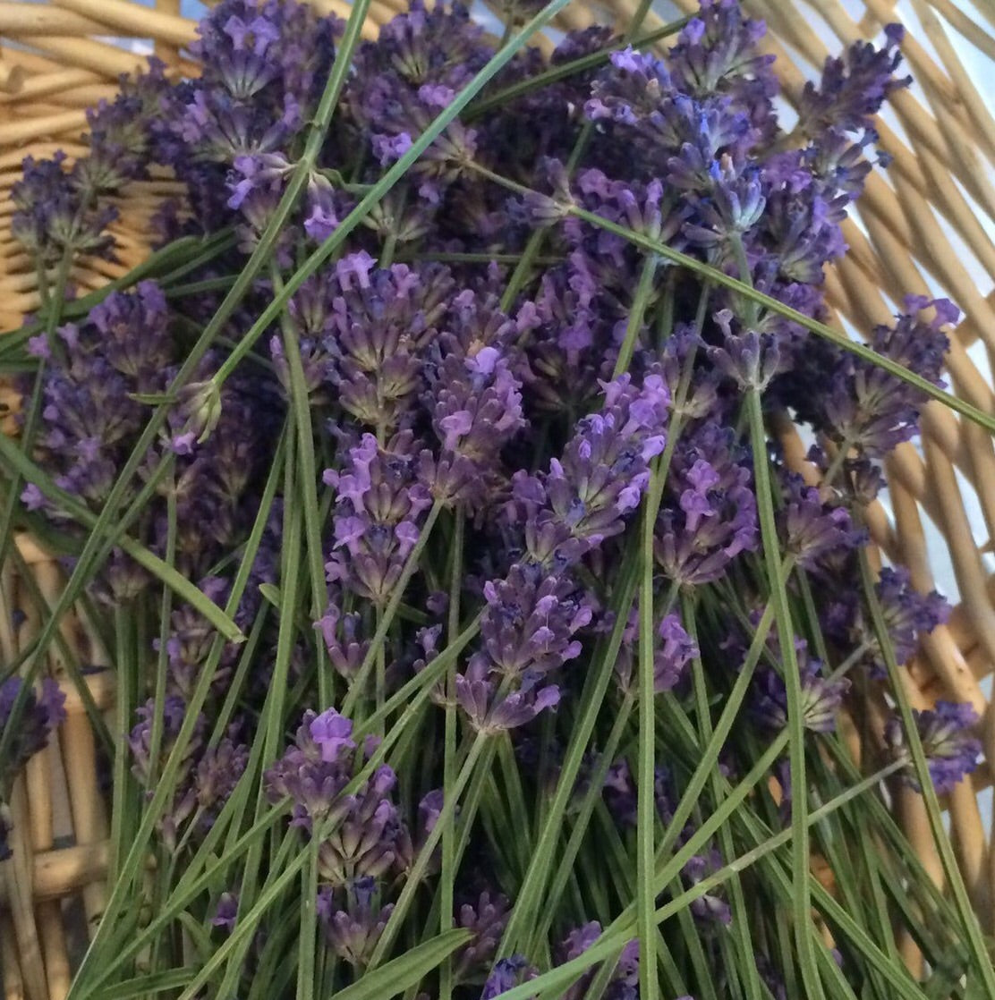 lavender plant dried Lavender dried herb, sustainable USA grown Lavandula angustifolia dried flower and leaf 1 oz
