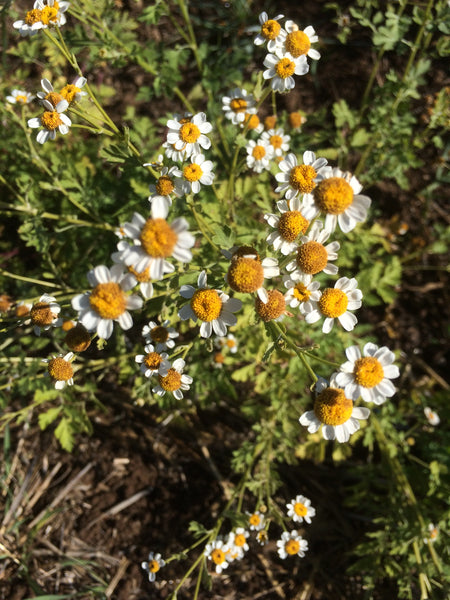 A Look into Feverfew and Migraines