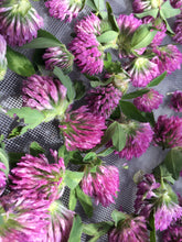 Red Clover blossoms, dried Trifolium pratense sustainable USA grown