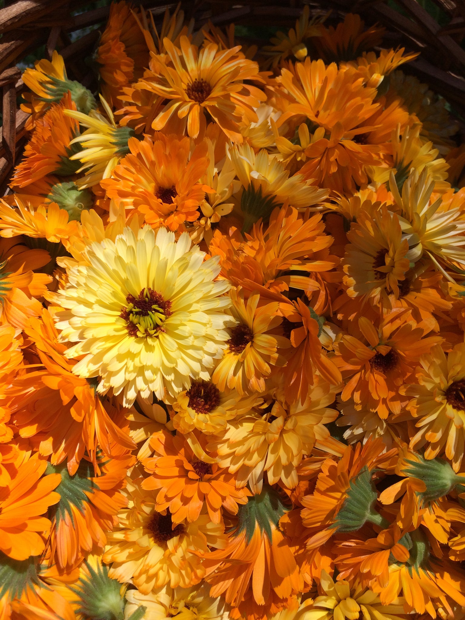 Organic Calendula Flowers Whole | Oregon's Wild Harvest 8oz.