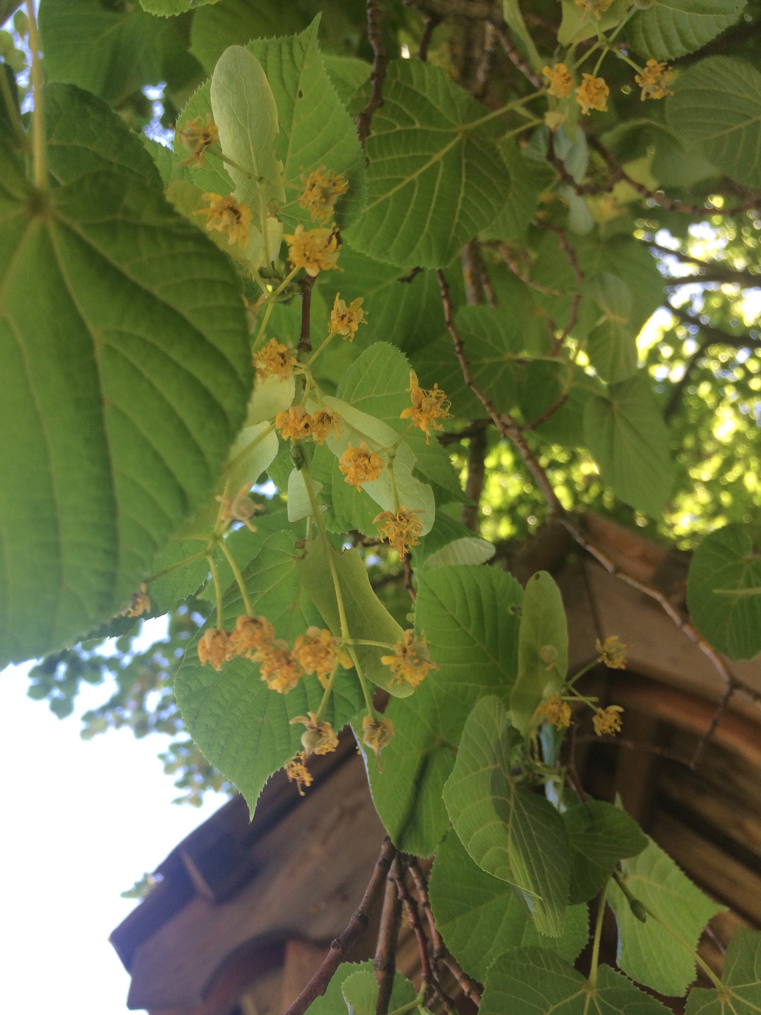 Organic Linden Leaf & Flower Cut & Sifted (Tilia Argentum) - Premium Herbal Tea