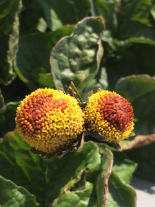 Spilanthes dried herb, Toothache plant organic Acmella oleracea