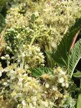 Meadowsweet dried herb, Organic Filipendula ulmaria flowering