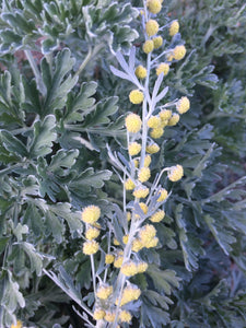 Wormwood tincture, organic Artemisia absinthium