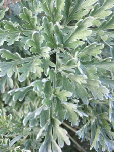 Wormwood tincture, organic Artemisia absinthium