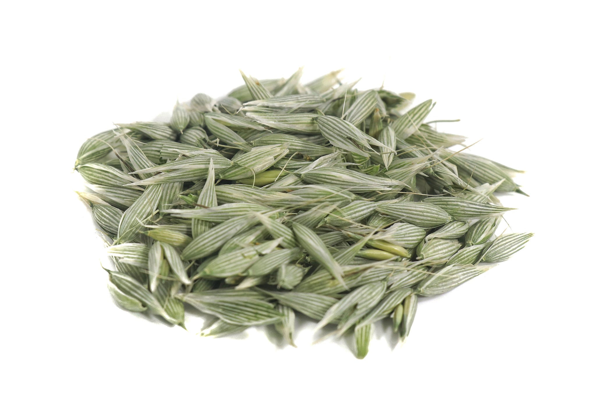 oats plant seed Milky Oats, Avena sativa unripe green seed head sustainable USA grown – Reverie Farm
