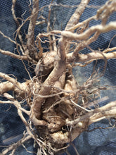 Ashwagandha Root, Withania somnifera root bulk organic dried herb