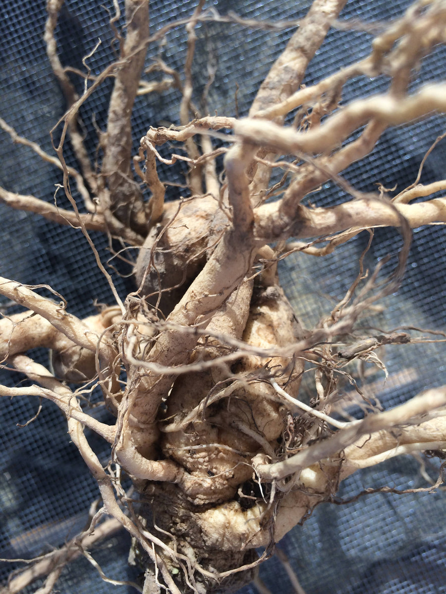 Ashwagandha Root, Withania somnifera root bulk sustainable USA grown d ...