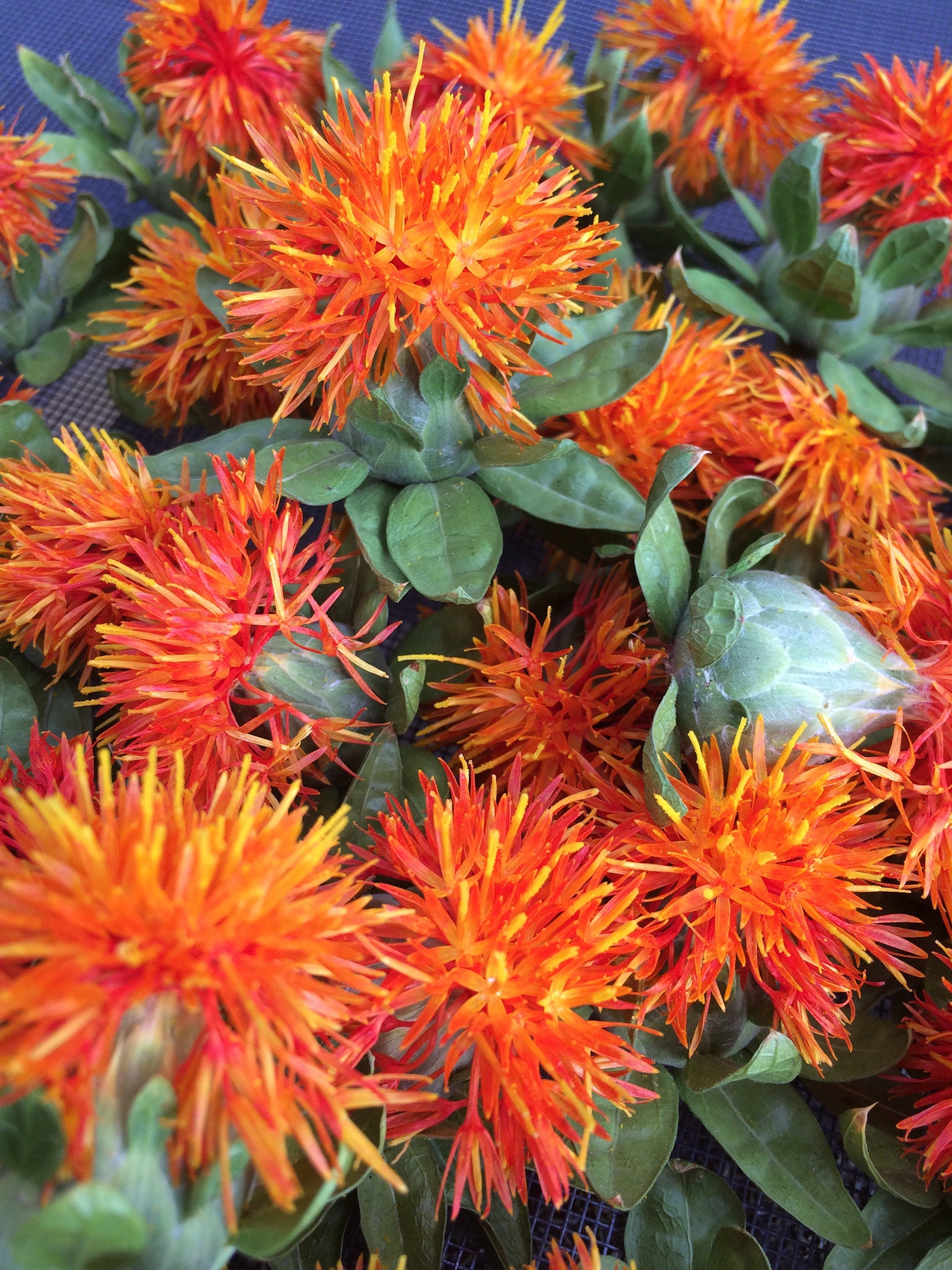 Safflower herb, dried Hong hua organic flower heads – Reverie Farm