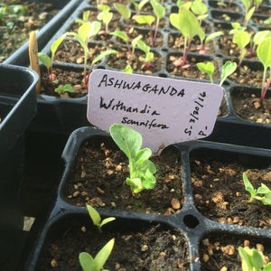 Ashwagandha Root, Withania somnifera root bulk organic dried herb