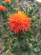 Safflower herb, dried Hong hua organic flower heads