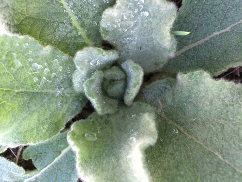 Mullein herb, dried Verbascum thapsus sustainable USA grown leaf