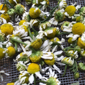 Chamomile flowers Premium, dried Matricaria recutita organic