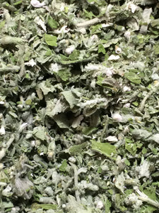 Catnip herb, dried Nepeta cataria, organic