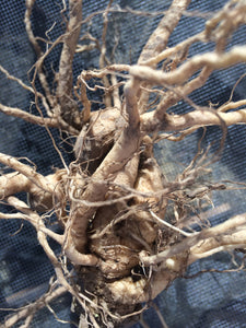 Ashwagandha Root Glycerin Tincture, organic Withania somnifera herb