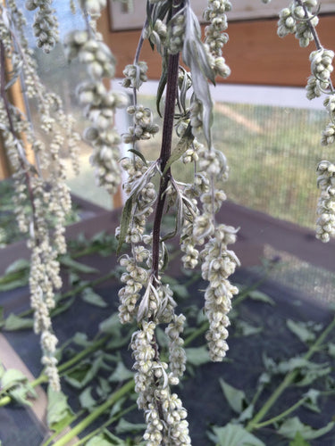 Mugwort Tincture, Artemisia vulgaris organic leaf and flower bud