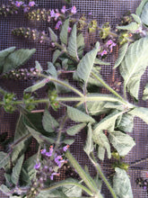 Tulsi Tincture, Ocimum sanctum- Holy Basil, organic herb