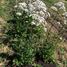Valerian Tincture, Valeriana officinalis organic