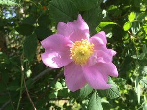 Rosebuds, Mei gui hua (Rosa spp.) dried, organic