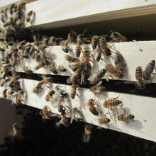 Bee Propolis Tincture, Apis mellifera alcohol extract