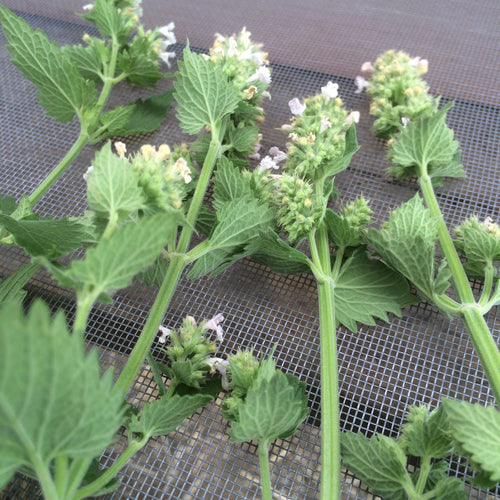 Catnip Tincture, Nepeta cataria sustainable USA grown