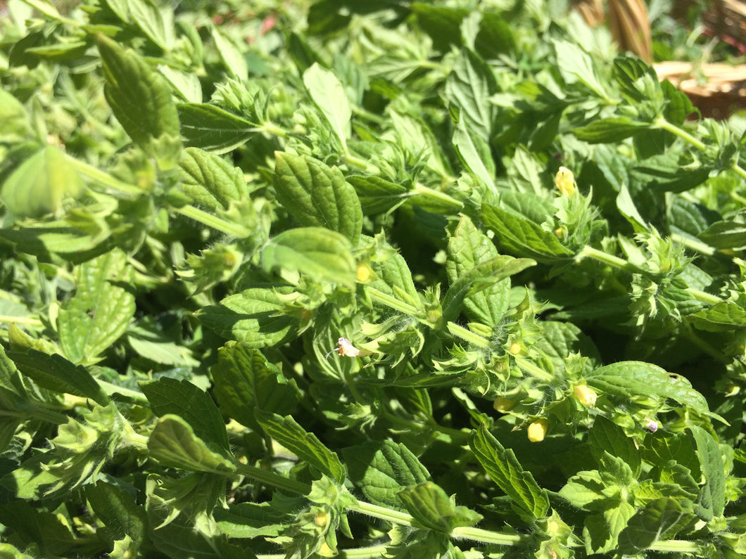 Lemon Balm Tincture, Melissa officinalis sustainable USA grown herb