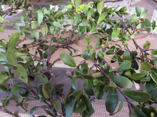 Uva-ursi Tincture, Kinnickinnick, Bearberry, Arctostaphylos uva-ursi organic
