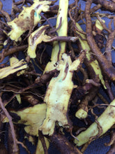 Baical Skullcap Tincture, organic Scutellaria baicalensis, Huang qin root