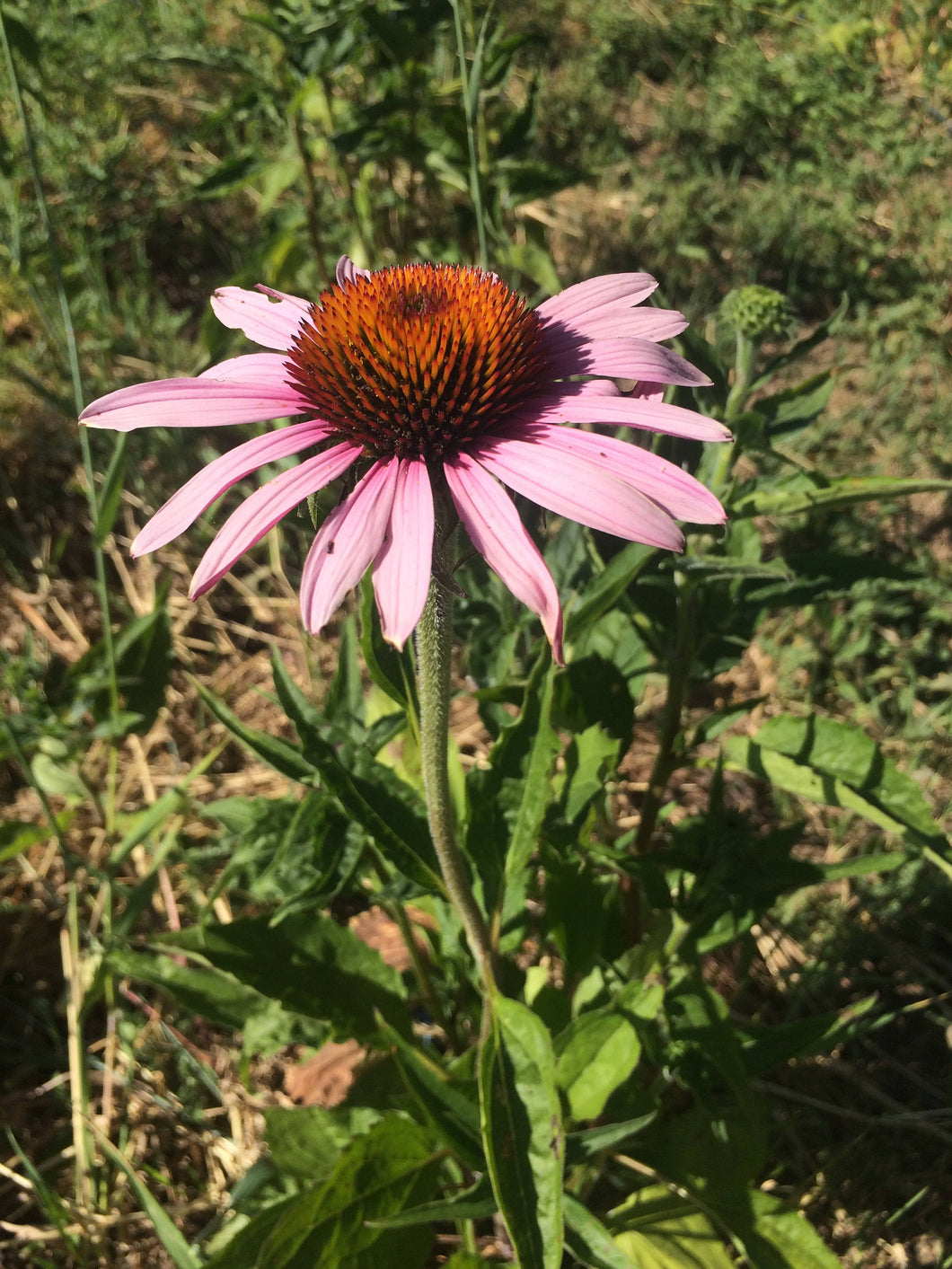 Echinacea Tincture, sustainable USA grown Echinacea purpurea root