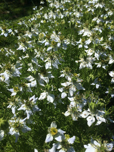 black cumin seed plant Black Seed Tincture, Nigella sativa seed, sustainable USA grown Black cumin