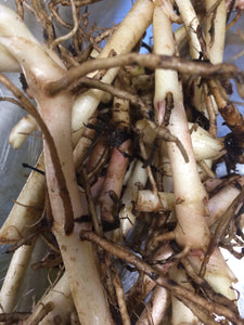 Butterbur tincture, Organic Petasites hybridus root
