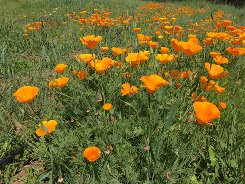 California Poppy tincture, Eschscholzia californica organic herb