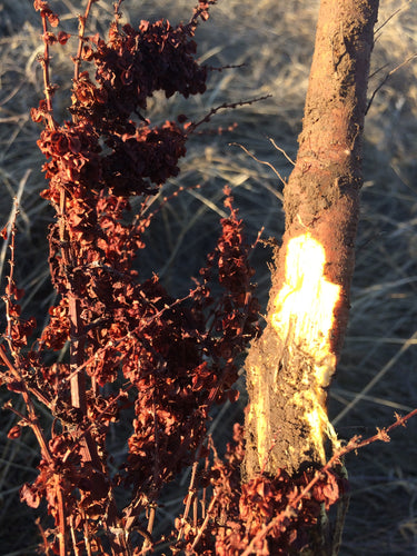 Yellow Dock Tincture, sustainable USA grown Rumex crispus root