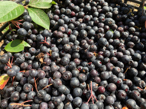 Aronia berries, bulk organically grown Aronia dried berry