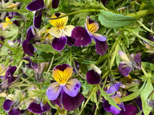 Violet tincture, Organic Viola odorata herb