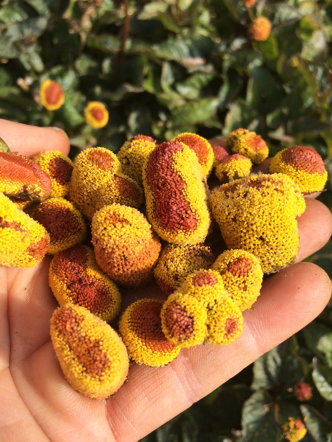 toothache plant seed Spilanthes Tincture, Toothache plant sustainable USA grown Acmella ole – Reverie Farm