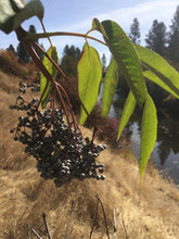 Elderberry Syrup, Sambucus nigra spp. cearulea organic berries