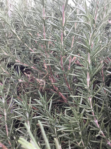 Rosemary tincture, Organic Rosemarinus officinalis herb