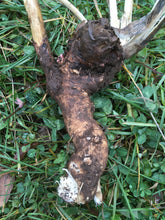 Pleurisy root tincture, Organic Asclepia tuberosa root